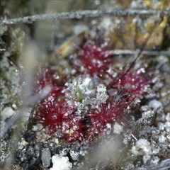 Drosera australis