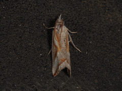 Arotrophora arcuatalis