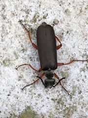 Lytta aenea