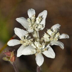 Xanthosia rotundifolia