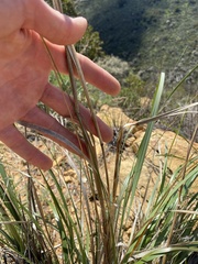 Elymus