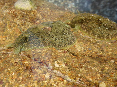 Dolabrifera nicaraguana