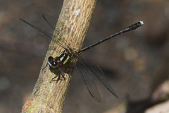 Progomphus