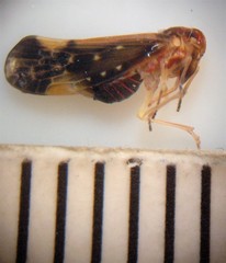 Eocenchrea maorica