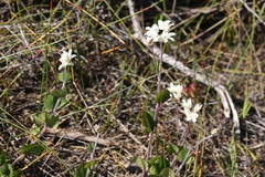Xanthosia rotundifolia