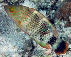 Cheilinus trilobatus