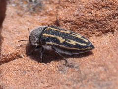 Acmaeodera pubiventris lanata