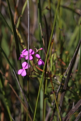 Stylidium scandens