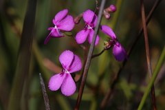 Stylidium scandens