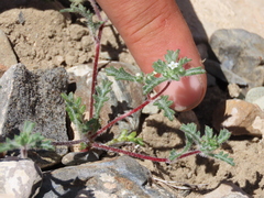 Ipomopsis polycladon