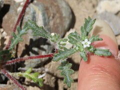 Ipomopsis polycladon