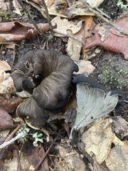 Craterellus calicornucopioides