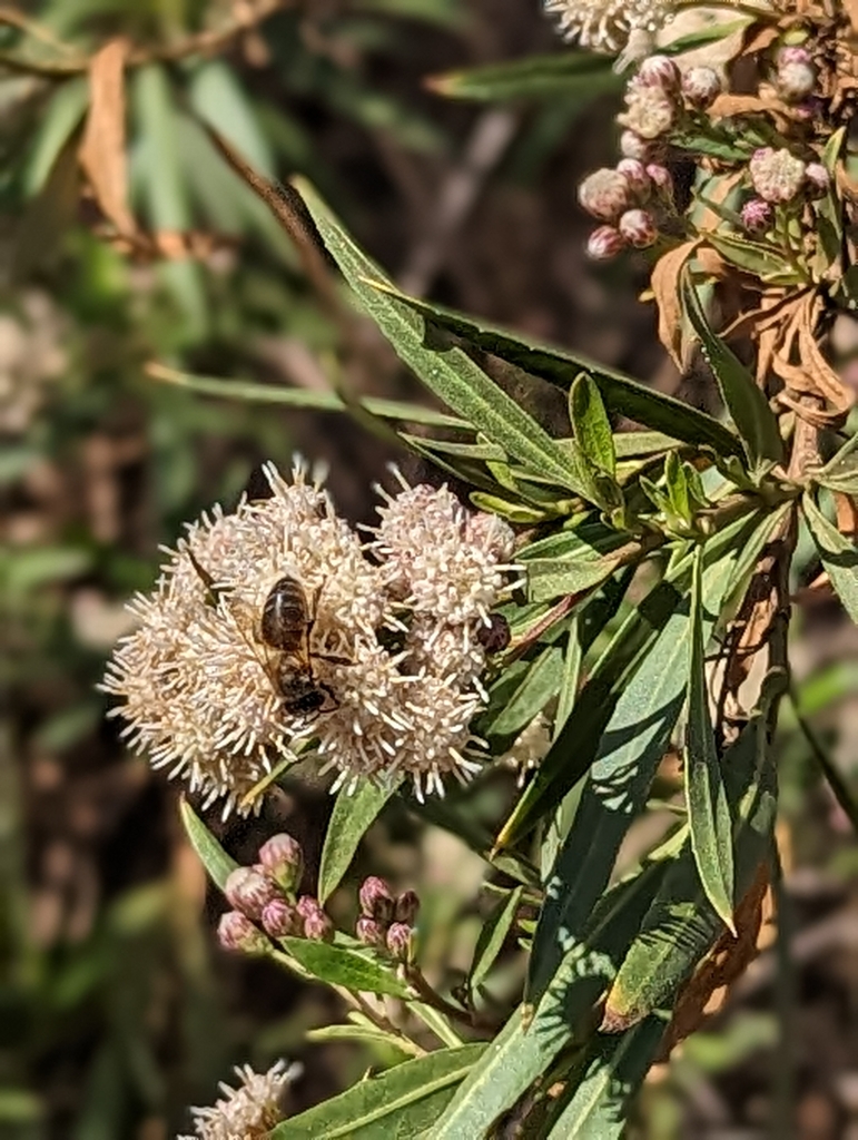 Western Honey Bee from Laguna Beach, CA 92651, USA on February 13, 2023