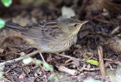 Helopsaltes certhiola