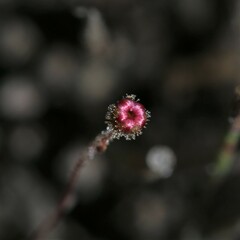 Drosera pulchella