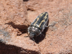 Acmaeodera pubiventris lanata