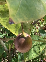 Solanum betaceum