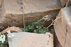 Draba lonchocarpa