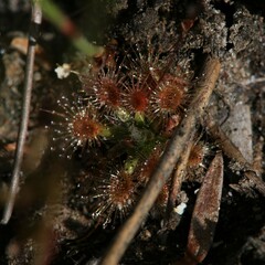 Drosera pulchella
