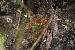 Drosera pulchella