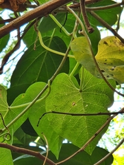 Ipomoea violacea