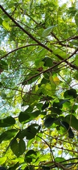 Ipomoea violacea