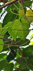 Ipomoea violacea