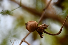 Ipomoea violacea