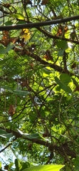 Ipomoea violacea