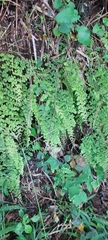 Adiantum concinnum