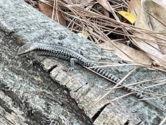 Concinnia tenuis