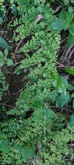 Adiantum concinnum