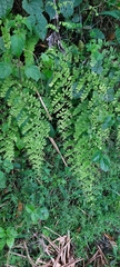 Adiantum concinnum