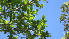 Couratari guianensis