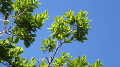 Couratari guianensis