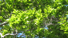 Couratari guianensis