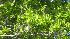 Couratari guianensis