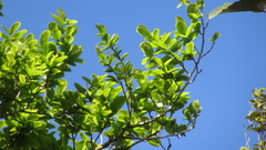 Couratari guianensis