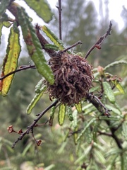 Asphondylia ceanothi
