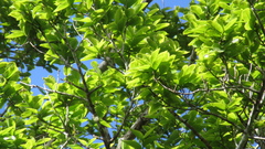 Couratari guianensis