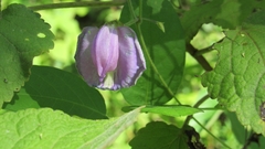 Centrosema pubescens