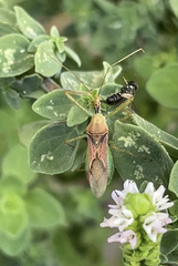 Zelus renardii