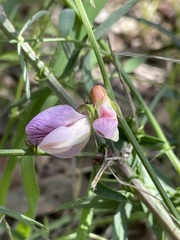 Lathyrus vestitus