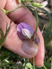 Lathyrus vestitus