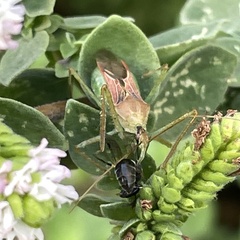 Zelus renardii