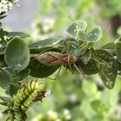 Zelus renardii