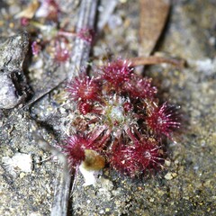 Drosera australis