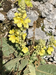Verbascum densiflorum