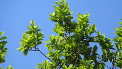 Couratari guianensis