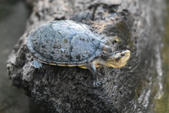 Kinosternon leucostomum